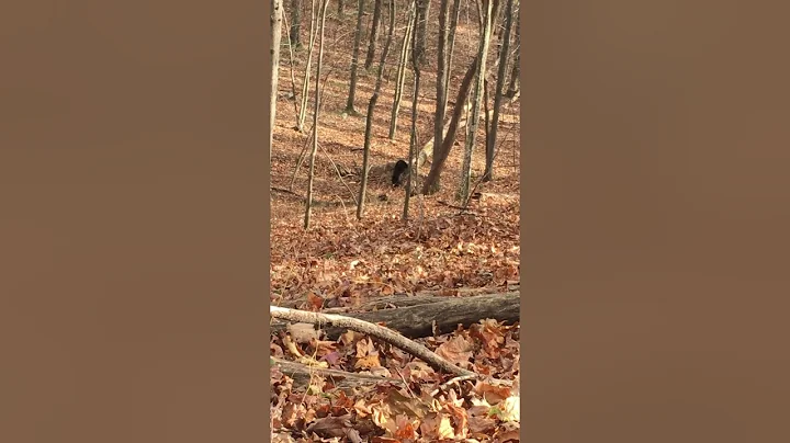While I was hunting...