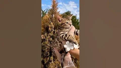 Video 11380931: bengal cat kitten pets, bengal pets cats cute, beautiful bengal kittens