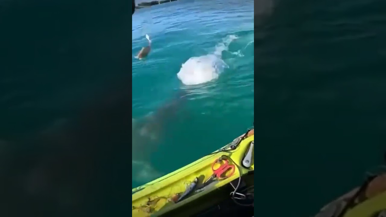 pov you almost get eaten by a shark @FishAholicTV