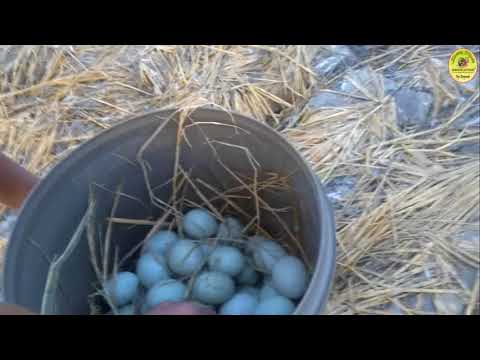 peternak itik yang unik dengan panen telur melimpah (Bone, Sulawesi Selatan)