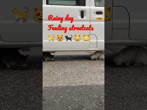 feeding cute straycats in kochi Shi,japan part-17 #日本 #猫 #地域猫 #ねこ動画 #かわいい猫  #shorts #viral #straycat