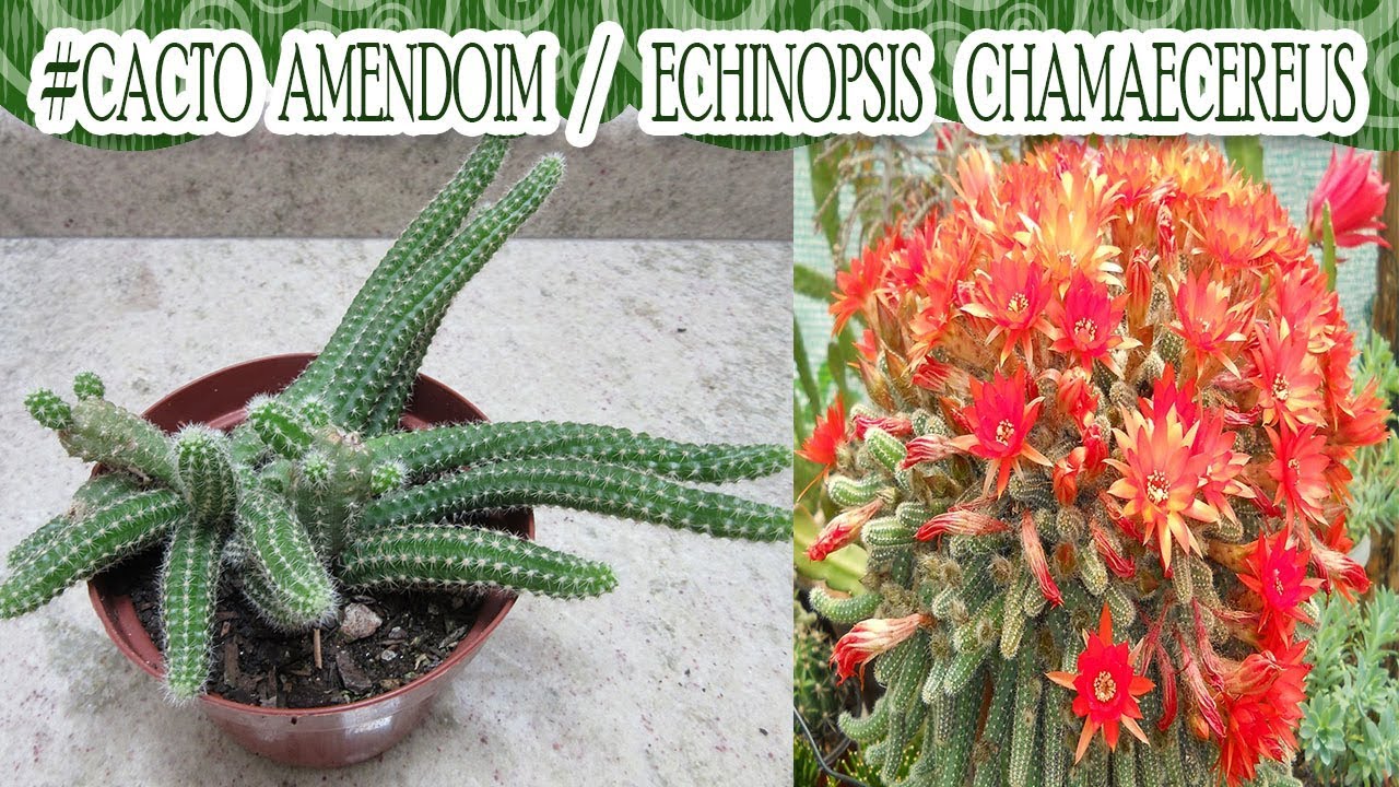 Suculentadodia! | Echinopsis Chamaecereus / Cacto Amendoim - thptnganamst.edu.vn