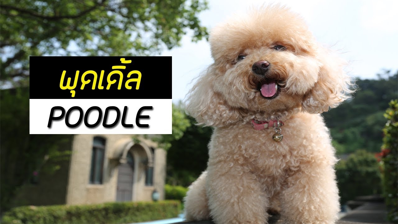 หมา ขน หยิก  2022 Update  รู้จักสุนัขพันธุ์ พุดเดิ้ล (Poodle) สุนัขน่าเลี้ยง ขนปุกปุย !!! (ReUp)