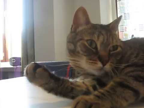 cat แปลว่า Paw lickin'