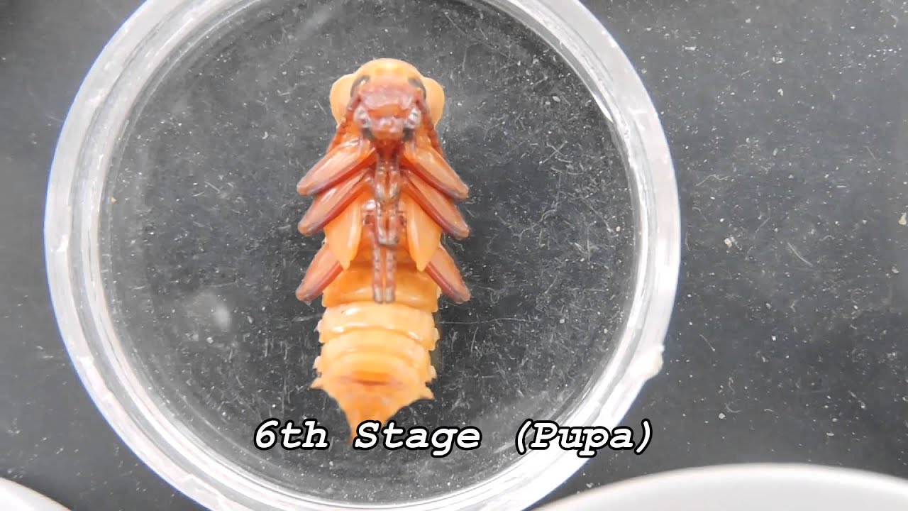 Superworms (From Pupa to Beetle) YouTube
