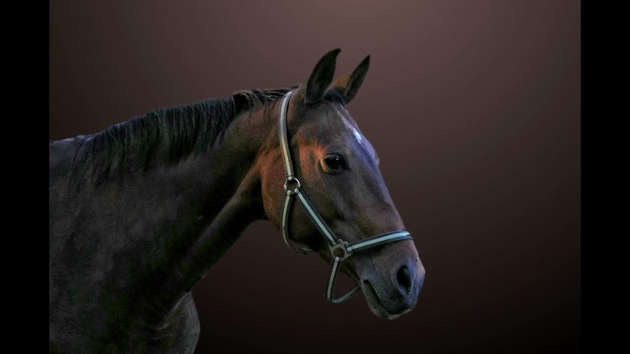 horse-trotting-gear-rustling-sound-effect-youtube