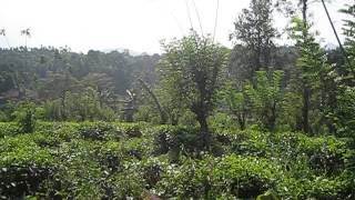 Kandy - views from a tea plantation outside the city