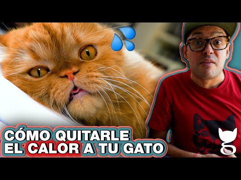 Video: Cómo Aliviar El Calor De Tu Gato