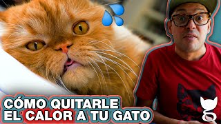 CONSEJOS PARA QUITARLE EL CALOR A TU GATO  LA GATERÍA TV