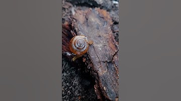 Mesmerizing Snail 🐌 Movement in Slow Motion.        #snail #slowmotion #moving