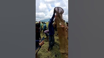 cắt lúa với cụ bắt chuột