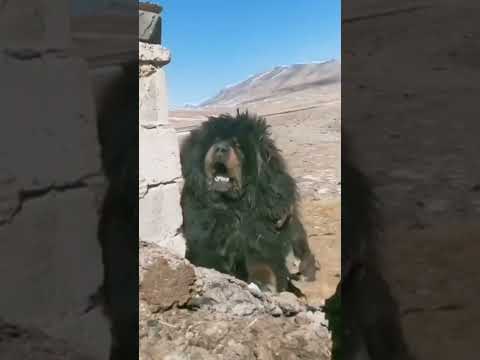 Video: Himalayan Mountain Dogs