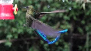 Hummingbirds of Mindo, Ecuador in Slow Motion