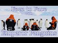 Face to Face with Emperor Penguins in Antarctica