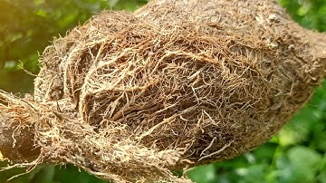 Cắt cành chiết cây khế chua giâm trồng tương lai làm bonsai. @Bonsaigiaitri !