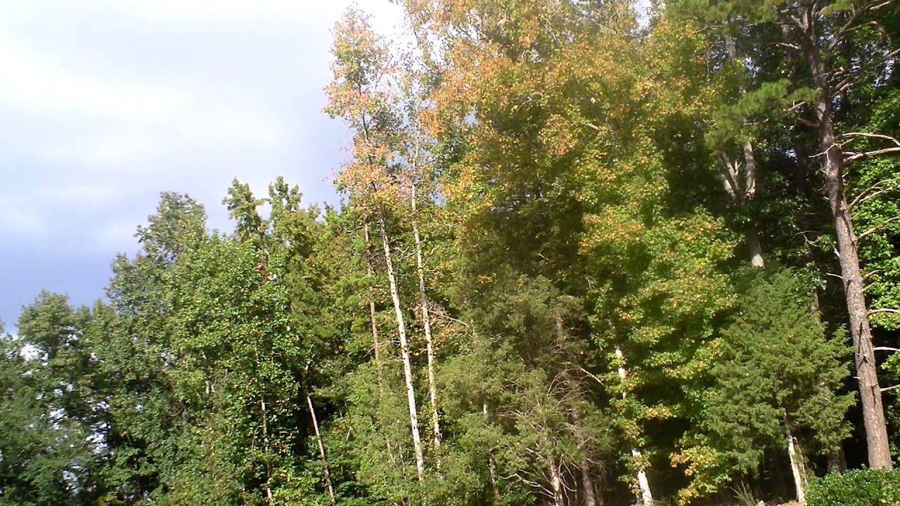 UMX Beast 3D YouTube