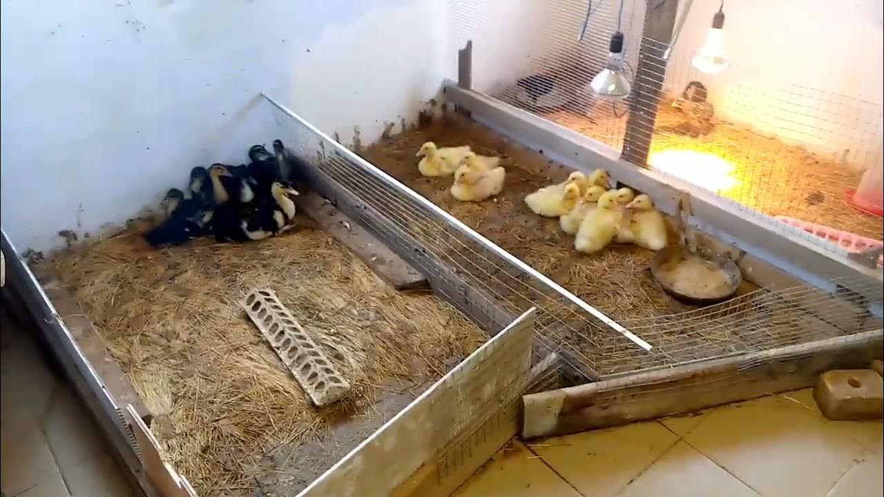 Чиктоник для домашней птицы 🦆🐓🐔 - YouTube