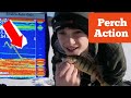 FIRST ICE 2021-ICE FISHING  - Perch Action