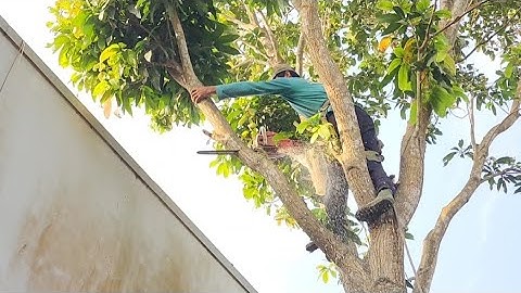 Cưa  cây  mít  ,Cây  xoài  đài  loan  nghiêng  vào  nhà  .Cưa  cây  kỷ thuật cao