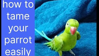 taming my ringneck parrot ||how to tame a wild parrot || how to tame a parrot easily🦜#petbird