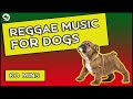 Calming Reggae Music For Dogs To Be Happy!  - Relaxing Dog Music