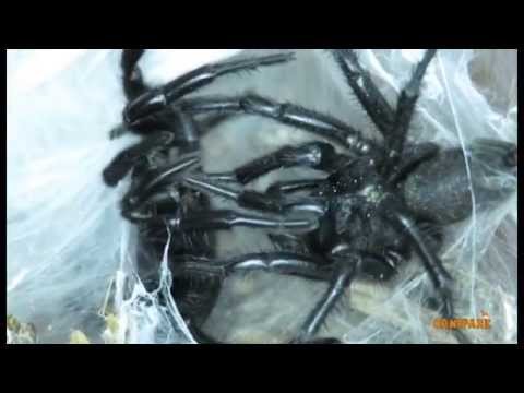 Araña toro (Macrotheles calpeiana) apareamiento - YouTube