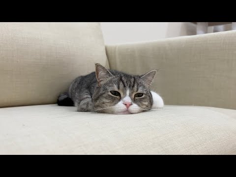 5分コンビニに行っただけで寂しくてすねちゃった猫がかわいすぎました…