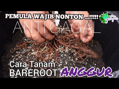 Video: Tentang Menanam Pohon Bareroot - Tips Menanam Bareroot
