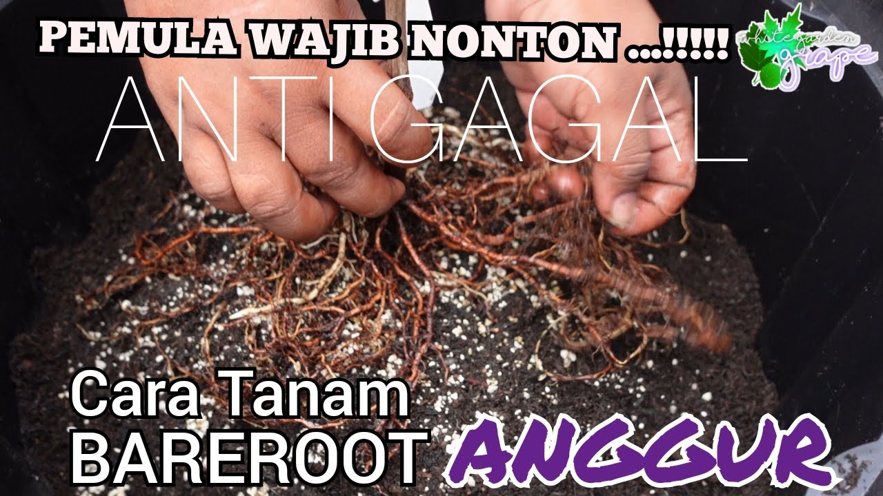 TUTORIAL Penanaman BAREROOT .. !! ANTI GAGAL