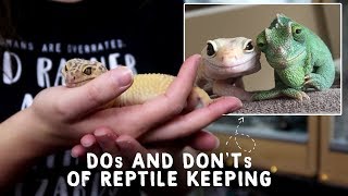 10 DOs and DON'Ts of Reptile Keeping! 🐢 🐍 🦎 Net Worth