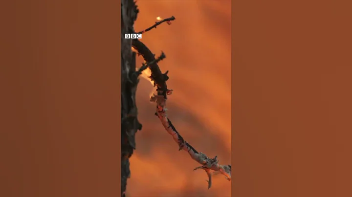 Why is 1.5C so important? - BBC My World #shorts