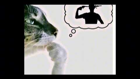 anything but the poly ai video 