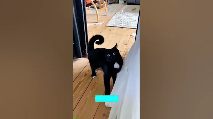 Video 11823091: toilet cat funny, kitten meowing, funny cat eating, cute cat