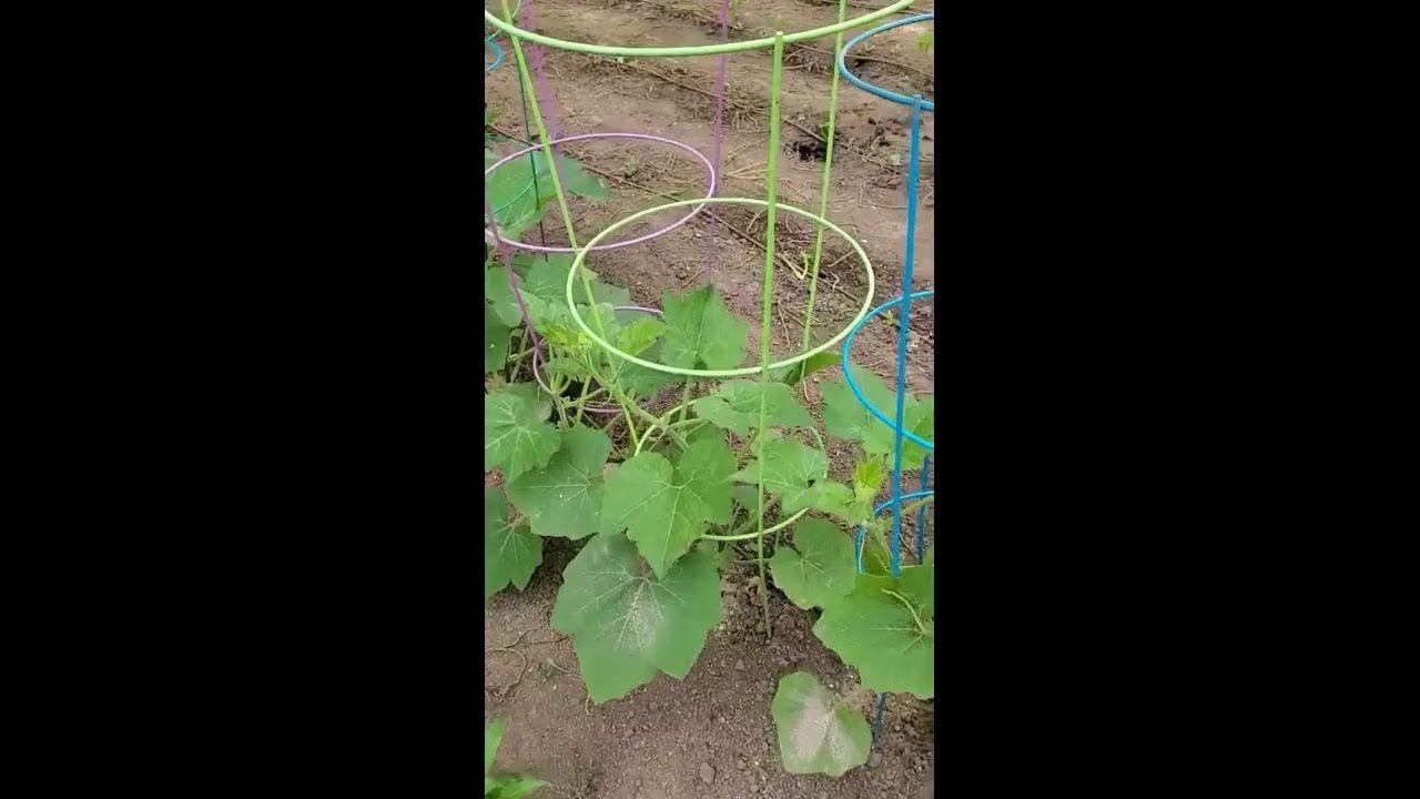 Growing Delicata Squash in Tomato Cages YouTube