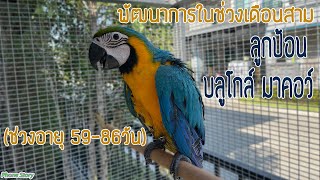 พัฒนาการในช่วงเดือนสาม ลูกป้อน นกแก้ว บลูโกล์ มาคอว์ (BG) (Macaw Baby Parrot )