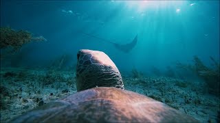 Go Inside a Turtle's World with TurtleCam