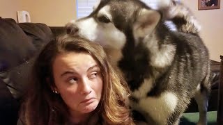 Giant Malamute's Rubs His Scent On Pretty Girls Hair | Compilation