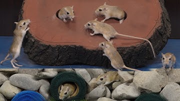 Cat TV – Real Mice Running, Hiding & Jumping! 🐭 Perfect Hunting Fun” 4k UHD 8hour