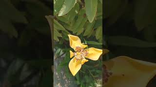 Beautiful Colorful Flowers