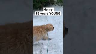 Henry 15 years YOUNG