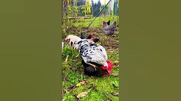 Love Is Everywhere How Do Chickens Mate 