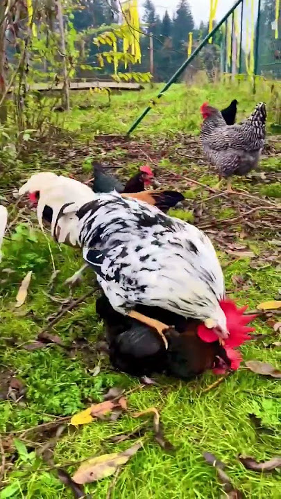 Love is everywhere! *how do chickens mate*