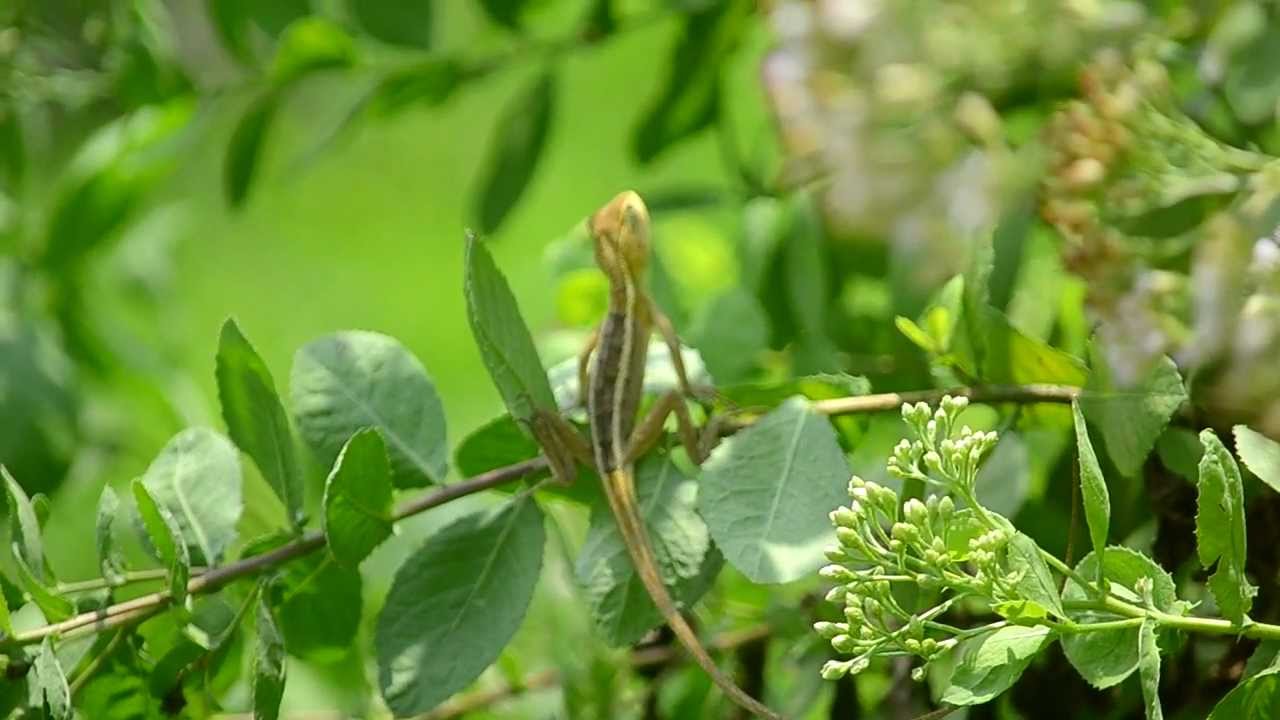 DSC 1405 - YouTube