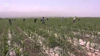 Tierra a cambio de trabajo: China y la explotación de campos en Tayikistán | Global 3000