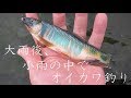 フライフィッシング / Fly fishing  大雨後の小雨の中でオイカワ釣り 201707下旬 video 動画 "Flyfisher's eyes. No.66"