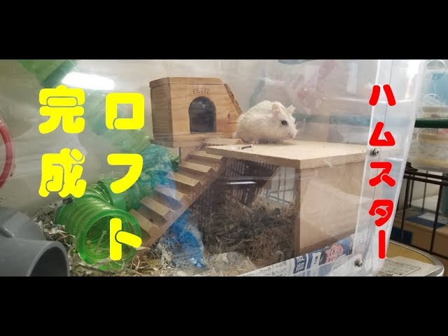 Diy 簡単 ハムスター 衣装ケースのゲージにロフトを自作してみた Youtube