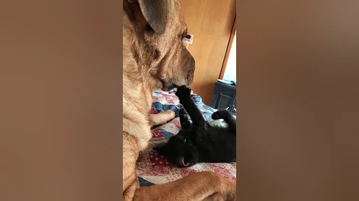 Boxing Match/Kitty vs Dog