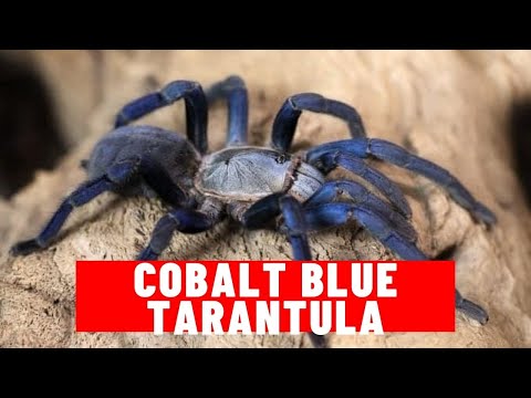 Cobalt blue tarantula || Cobalt blue tarantula habitat || Cobalt blue tarantula facts