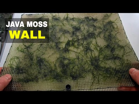 HOW TO : Making A Java Moss Wall DIY TUTORIAL - Marks Shrimp Tanks