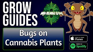 Bugs on Cannabis Plants | Grow Guides Episode 16